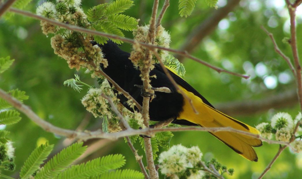 Yellow-winged Cacique - ML618870313