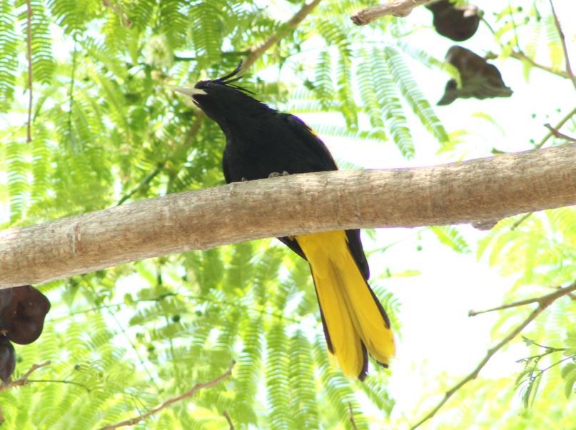 Yellow-winged Cacique - ML618870314