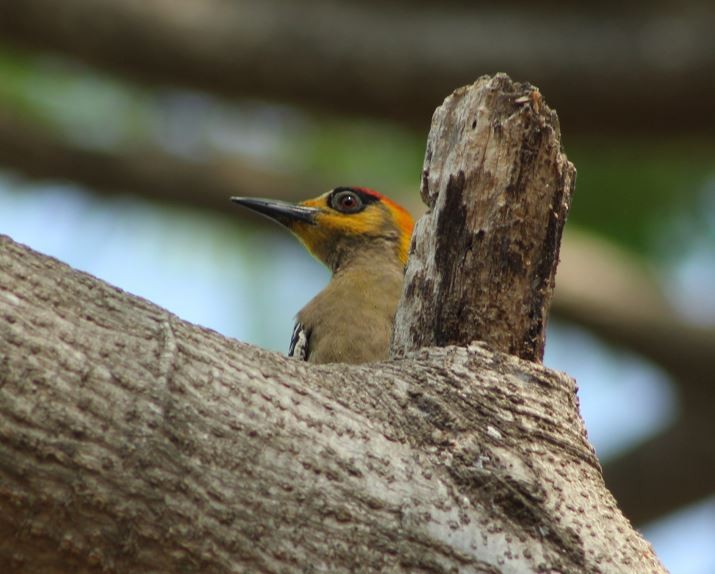 Golden-cheeked Woodpecker - ML618870327