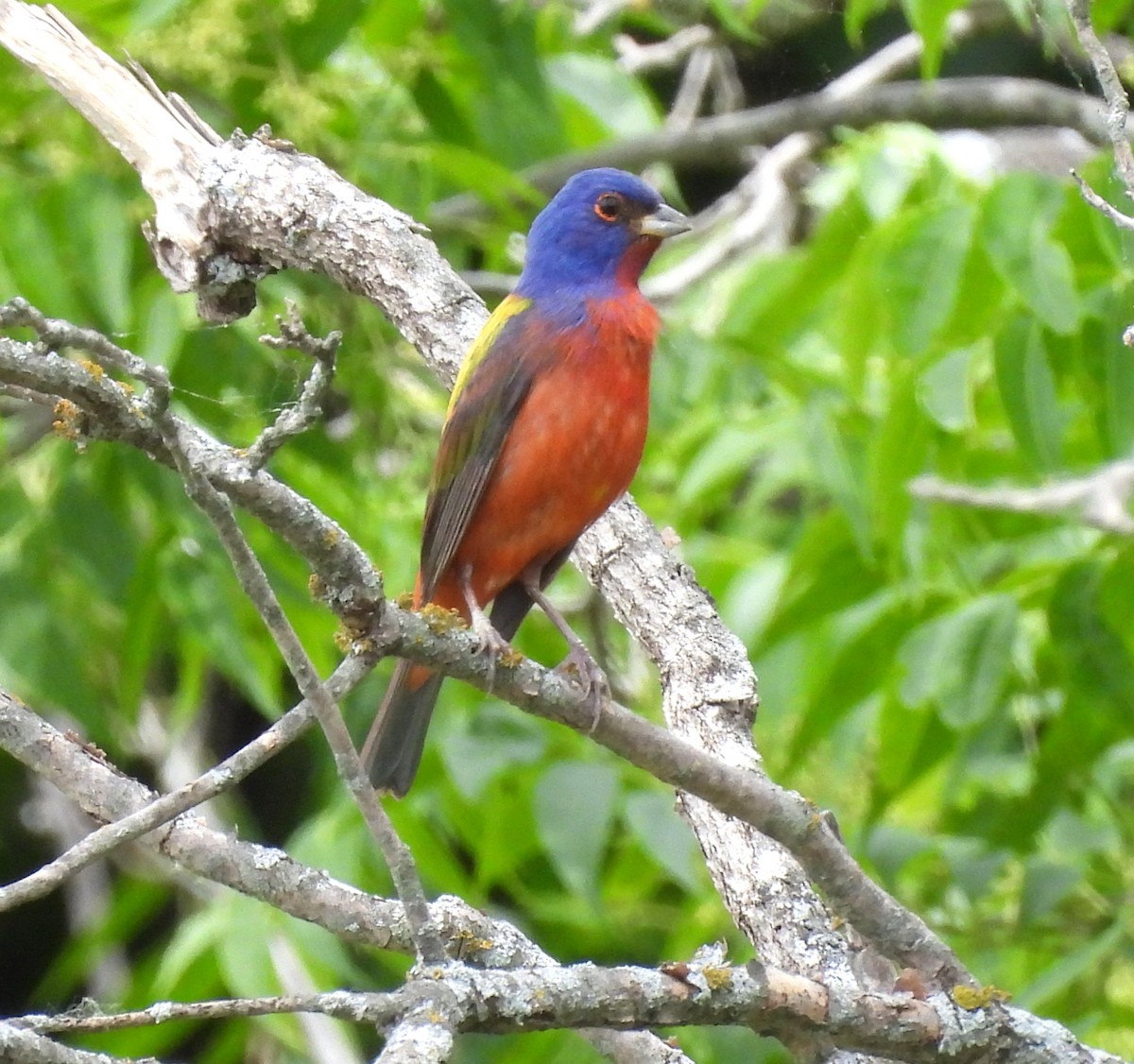 Painted Bunting - ML618870335
