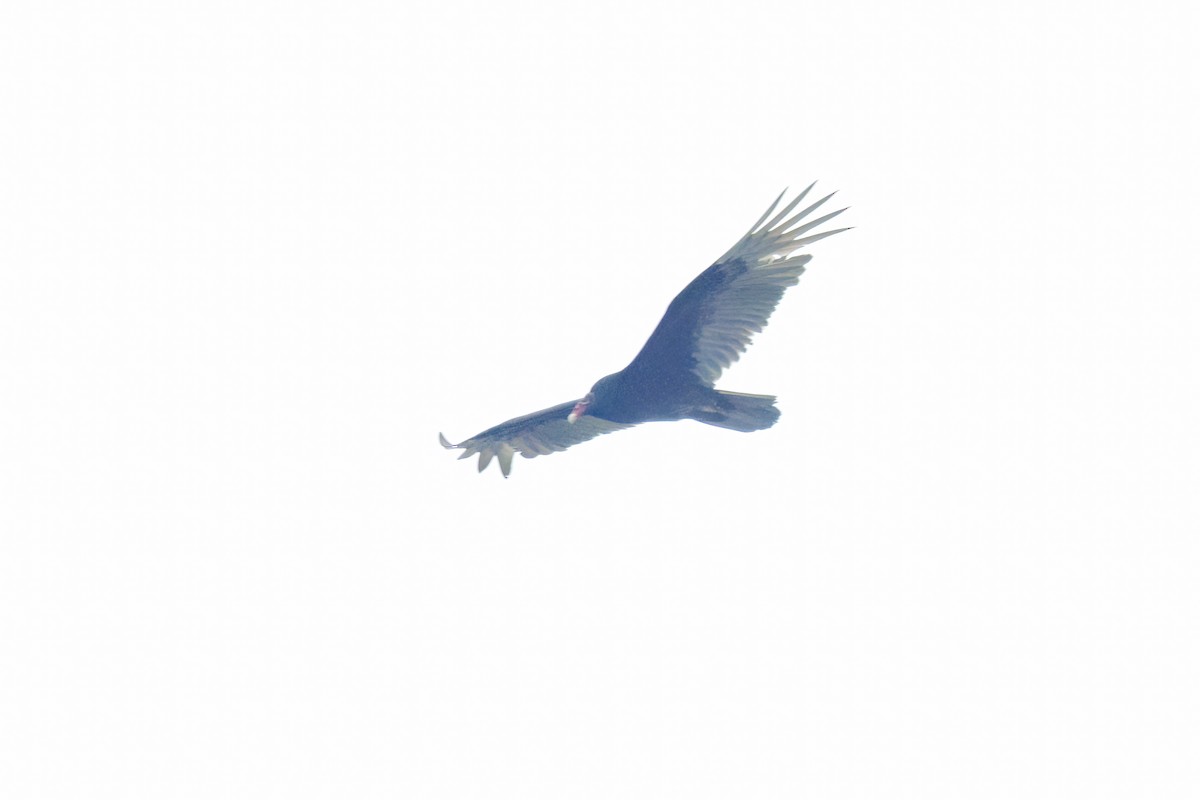 Turkey Vulture - ML618870355