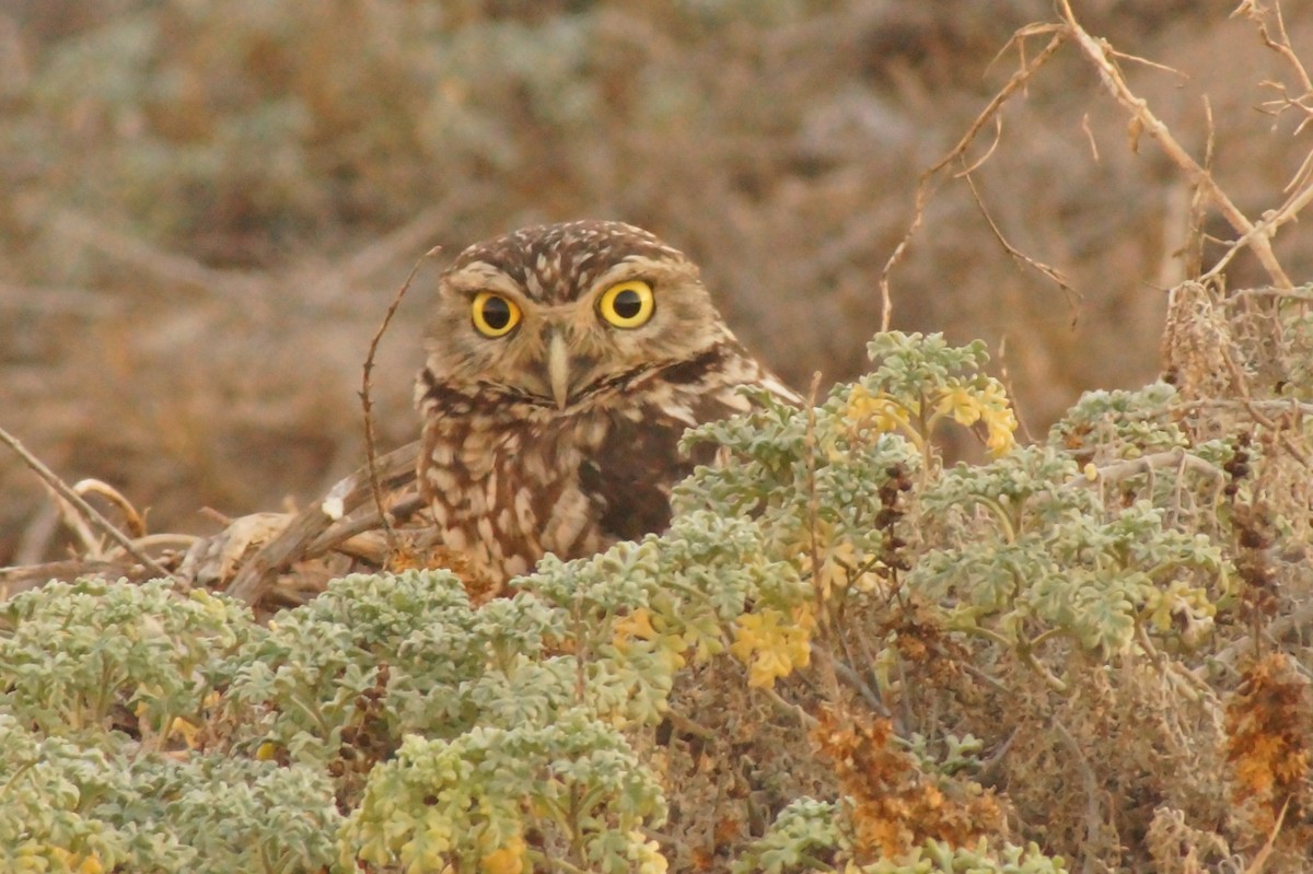 Burrowing Owl - ML618870359