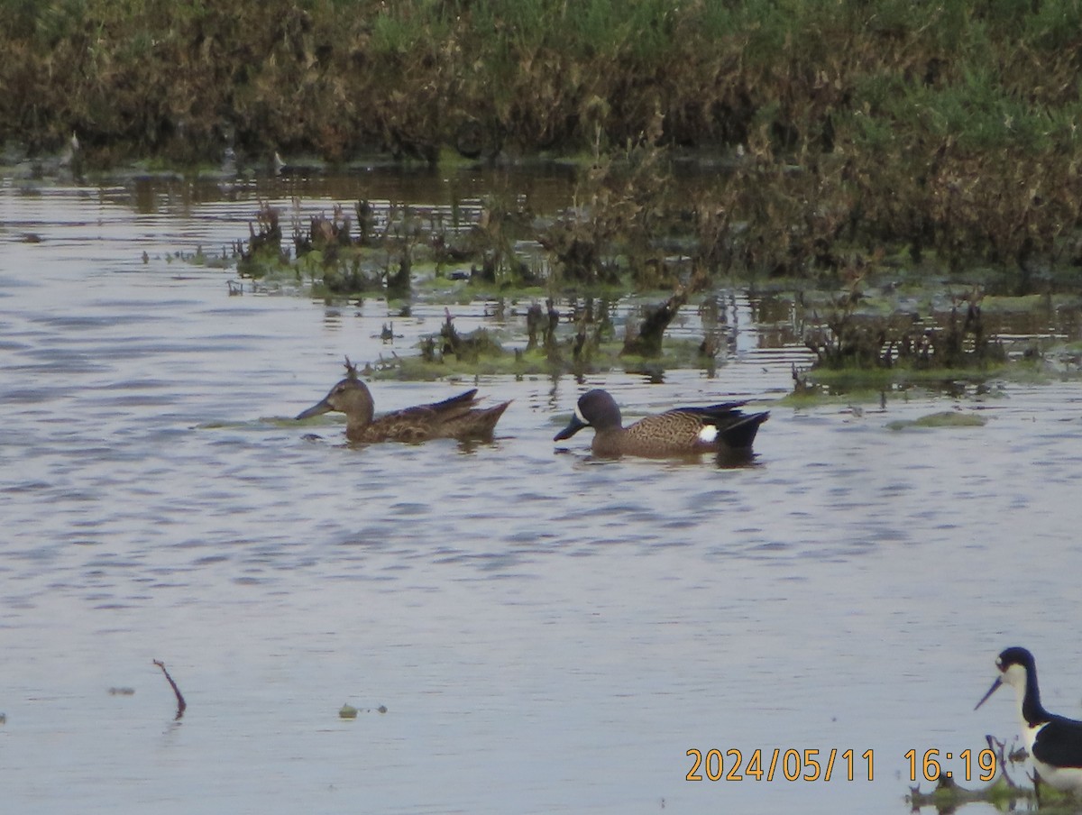Blue-winged Teal - ML618870360