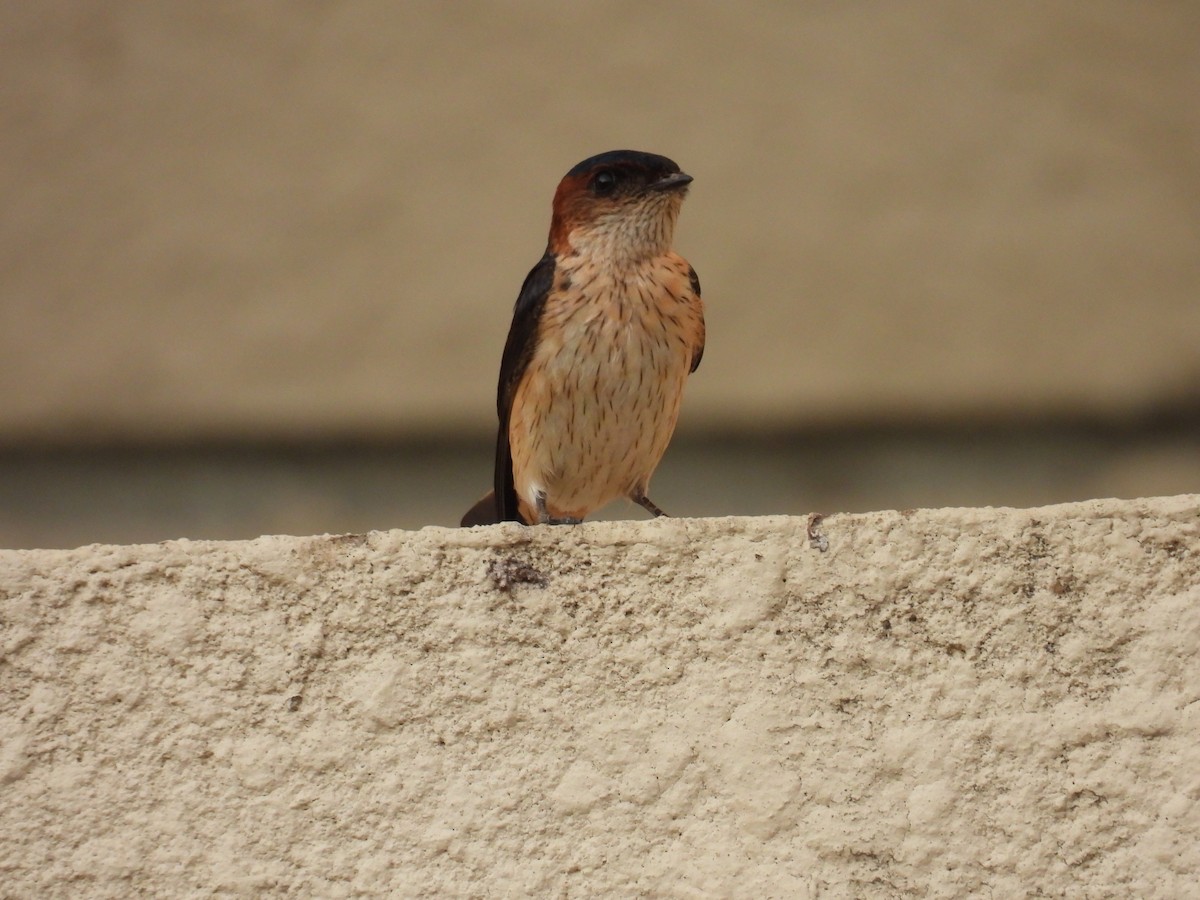 Red-rumped Swallow - ML618870361