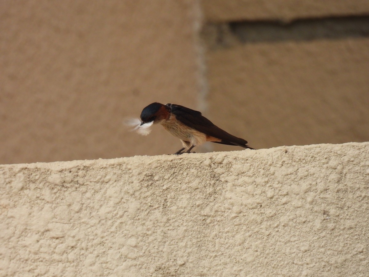 Red-rumped Swallow - ML618870364