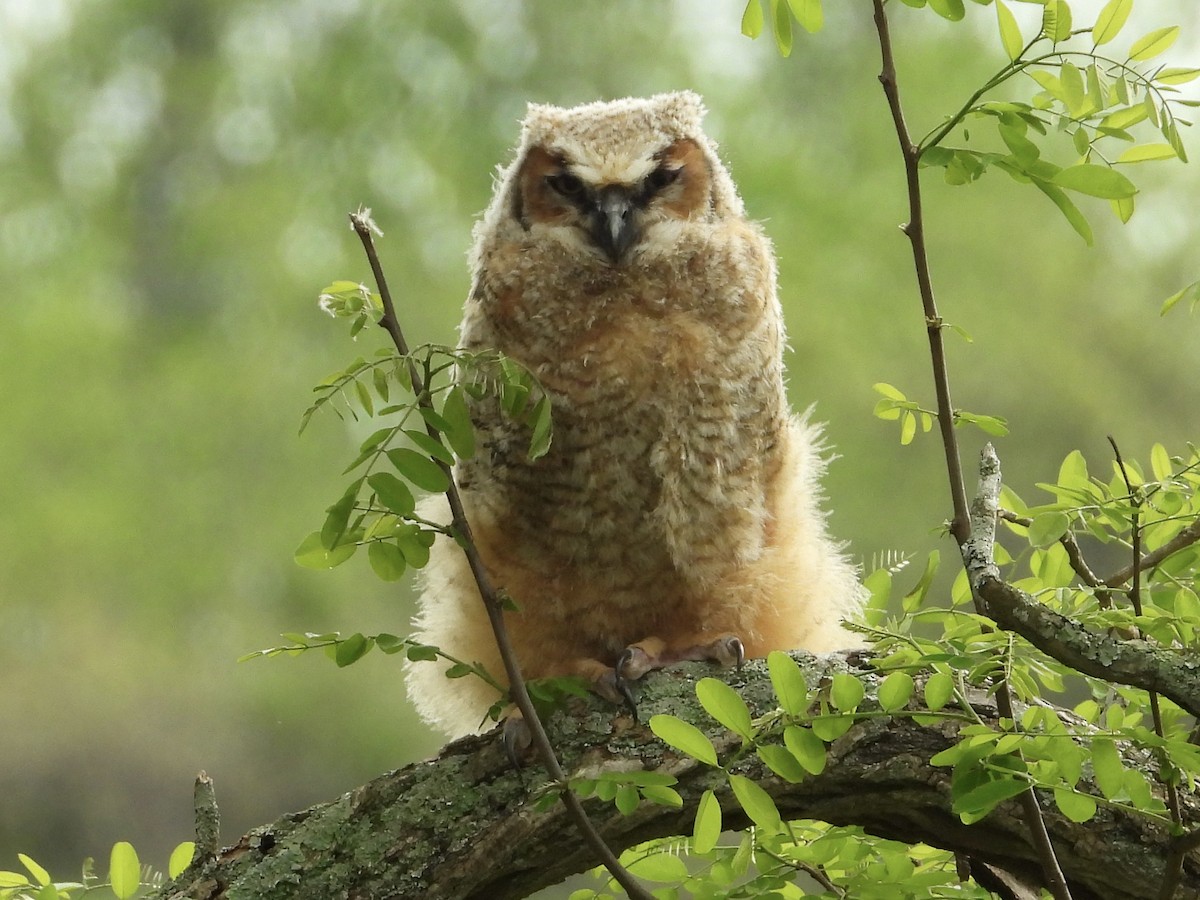 Great Horned Owl - Rhonda Weiss
