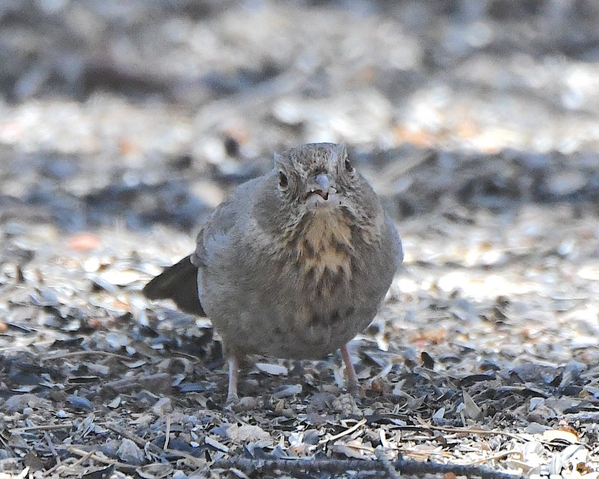Canyon Towhee - Ted Wolff