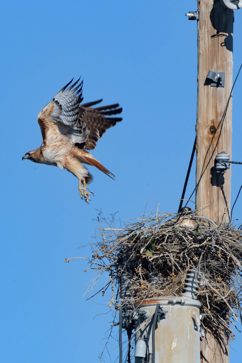 Red-tailed Hawk - ML618870389