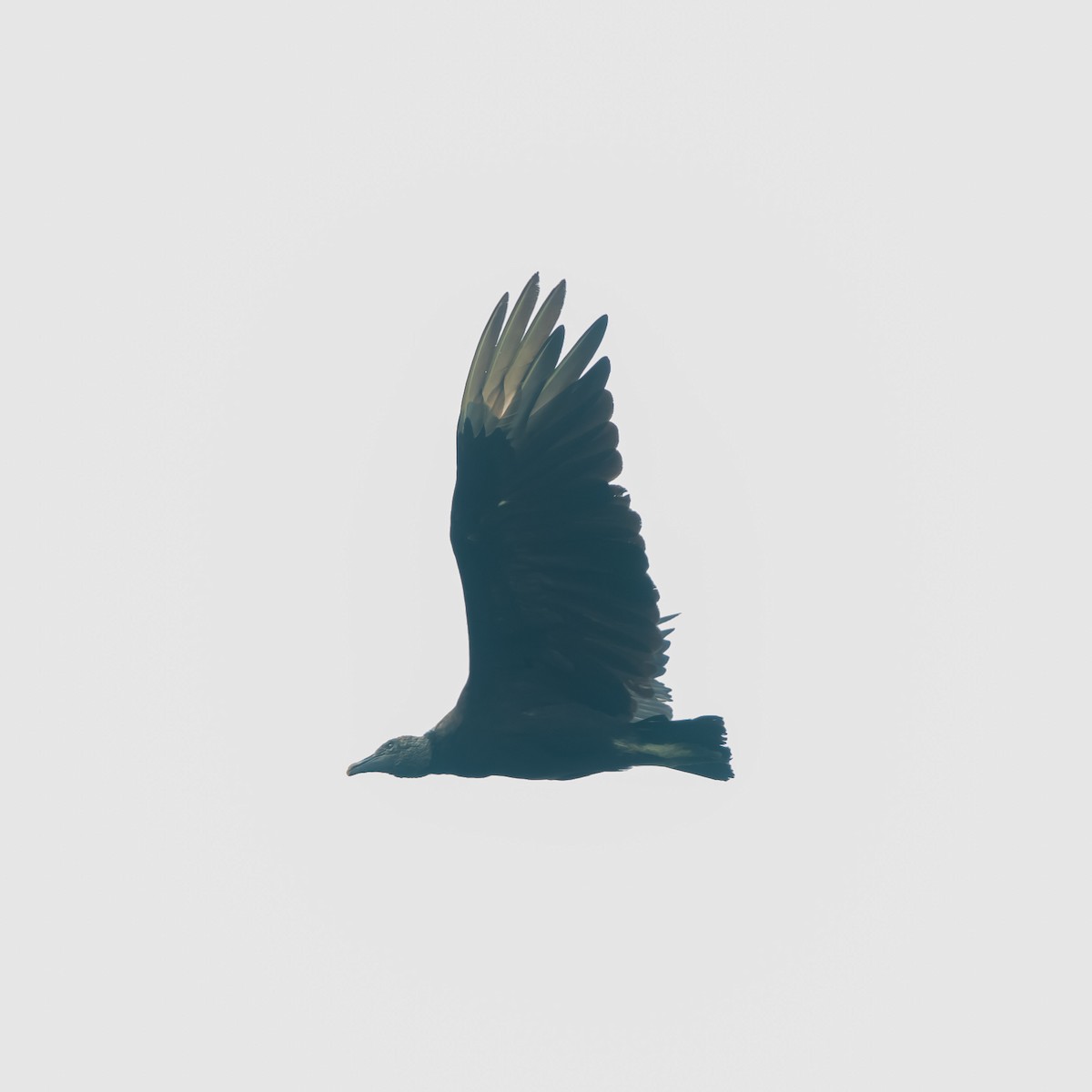Black Vulture - ML618870397