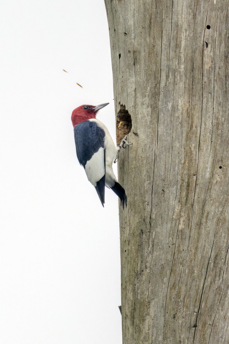 Red-headed Woodpecker - Dennis Miller