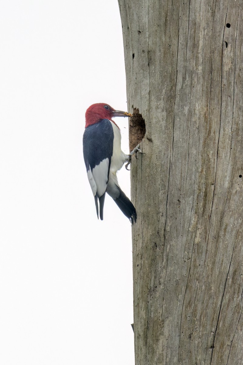 Red-headed Woodpecker - ML618870402