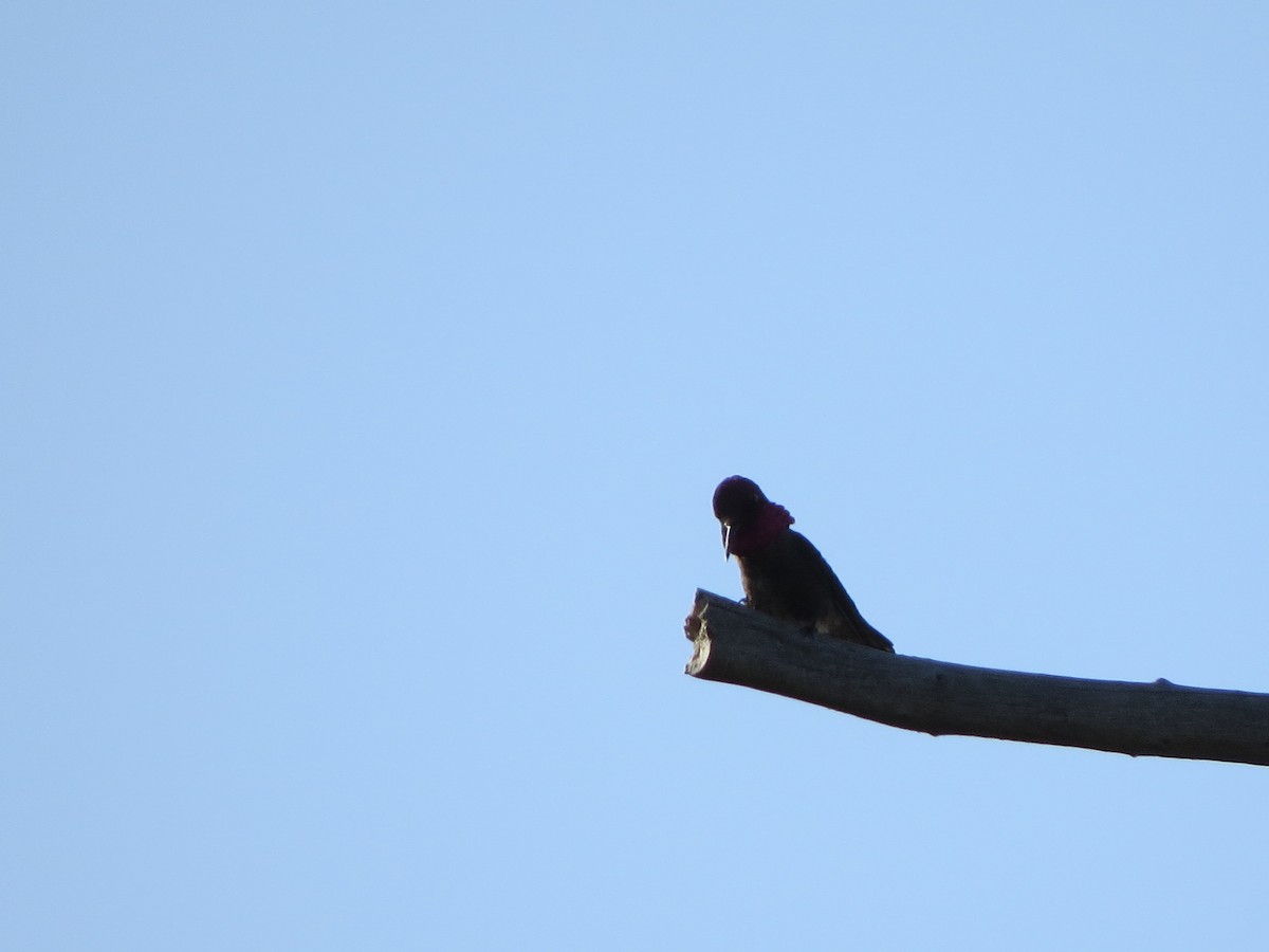 Anna's Hummingbird - GLORIA GWYNNE