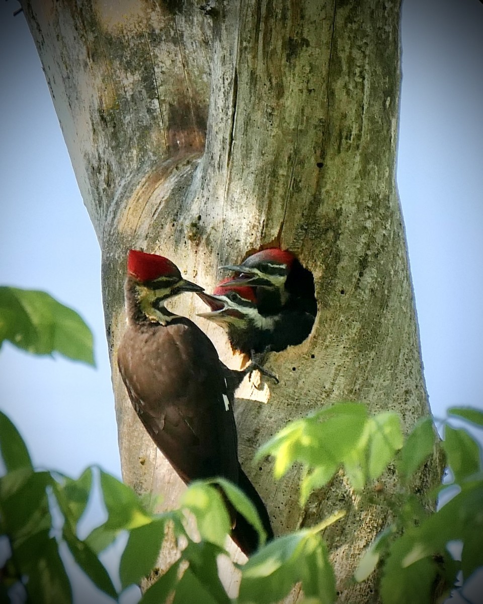 Pileated Woodpecker - Suratha Elango