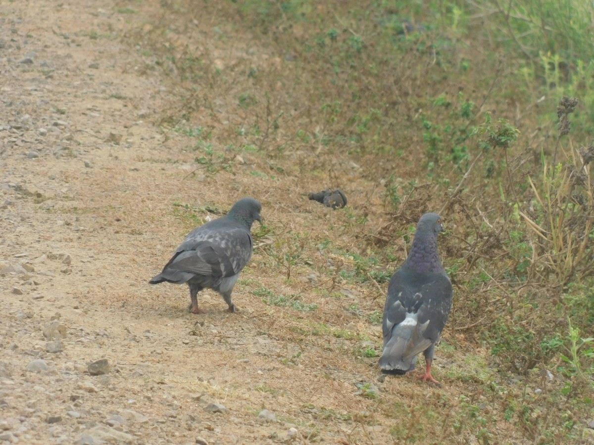 Rock Pigeon (Feral Pigeon) - ML618870417