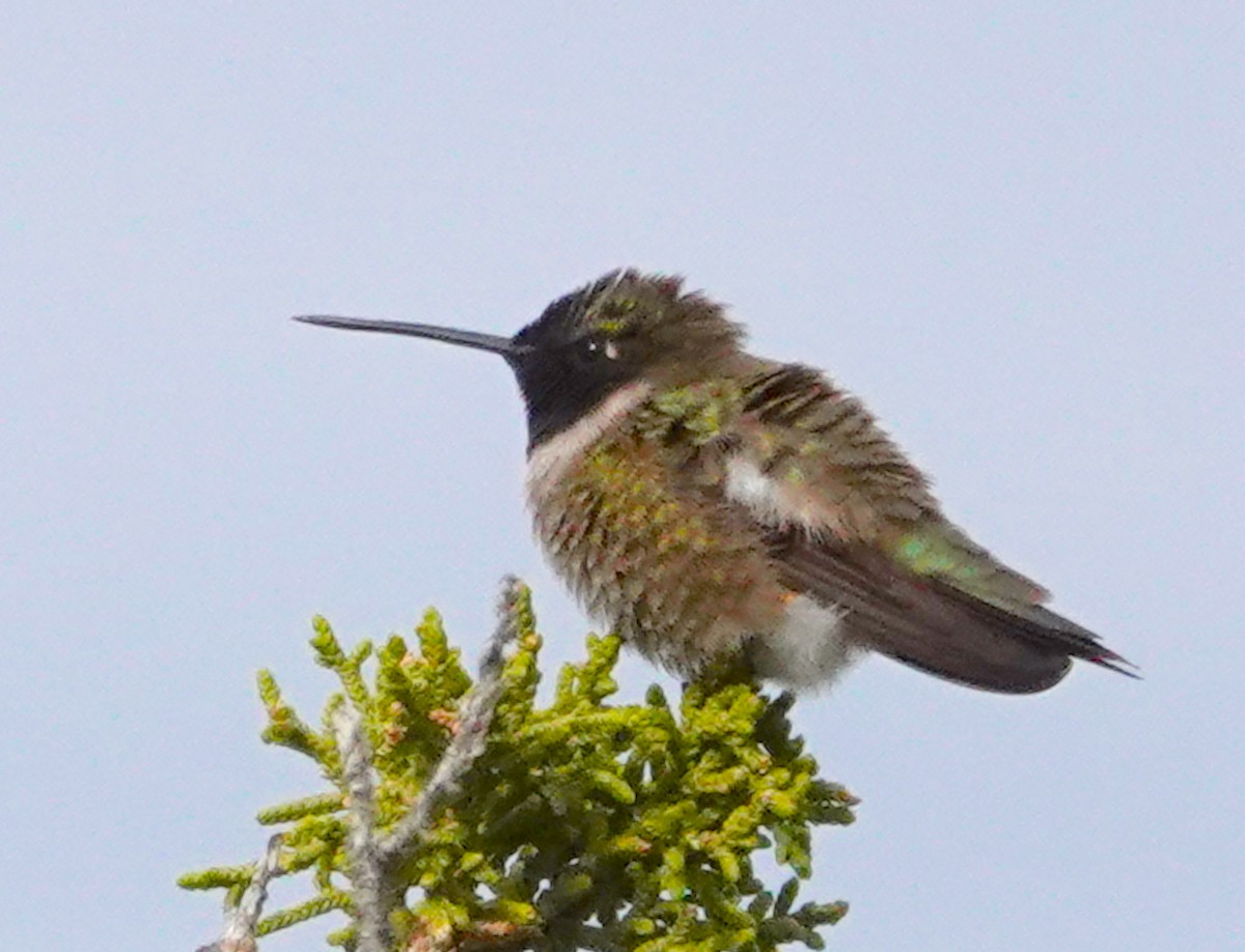 Black-chinned Hummingbird - Thomas Jackman