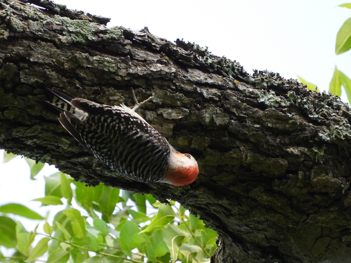 Red-bellied Woodpecker - Vidhya Sundar