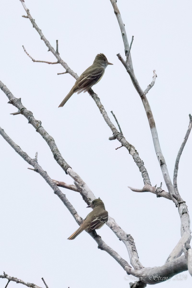 Great Crested Flycatcher - ML618870529