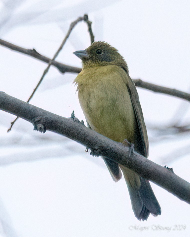 Painted Bunting - ML618870577
