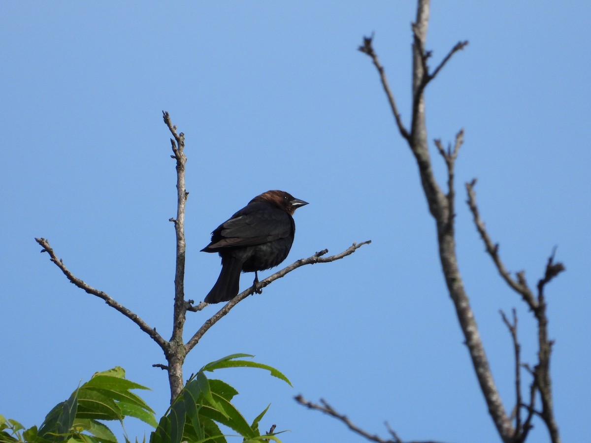 Brown-headed Cowbird - Vidhya Sundar