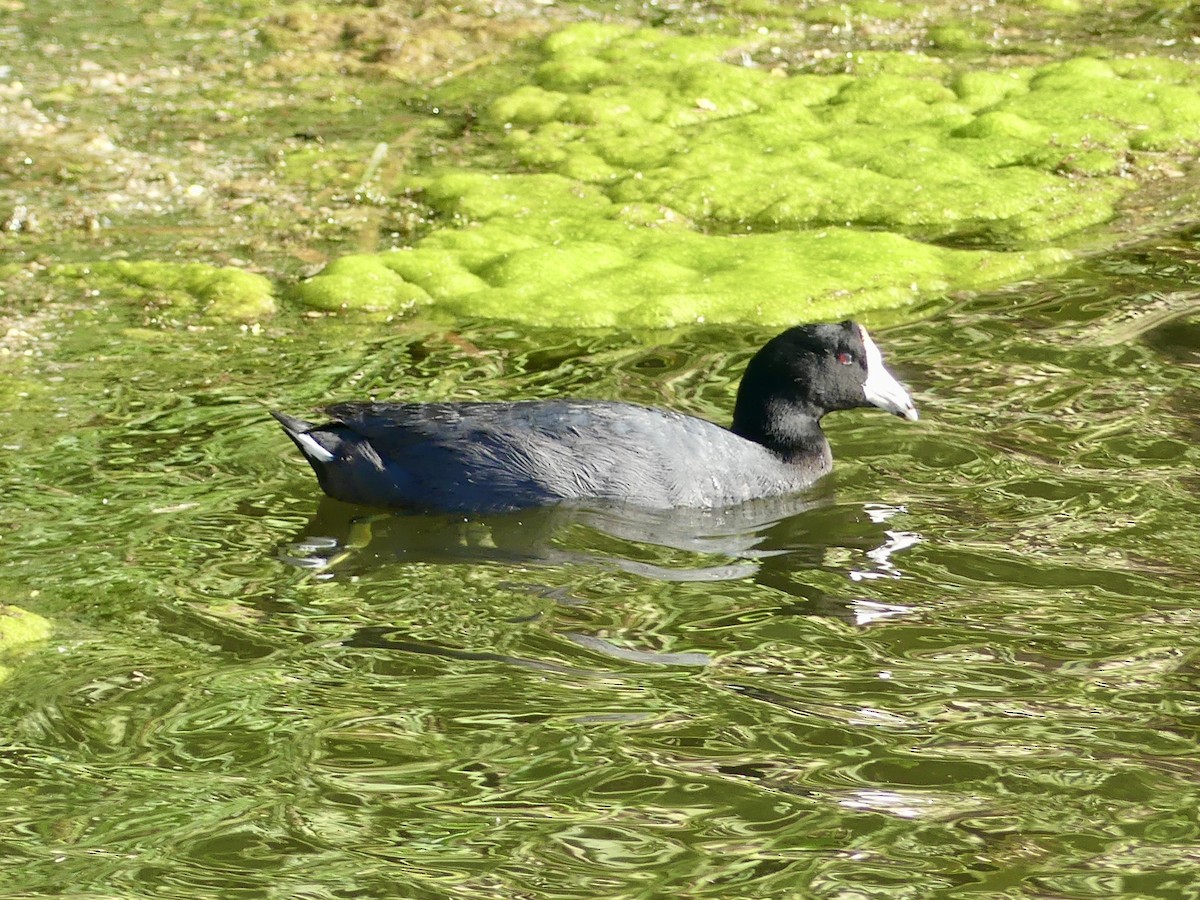 American Coot - Dennis Wolter