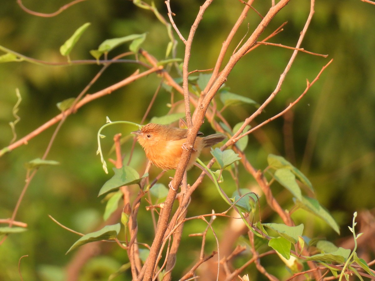 Tawny-bellied Babbler - Murari Varma