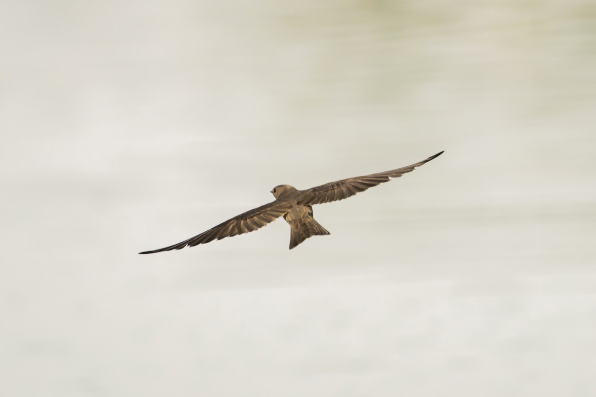 Northern Rough-winged Swallow - ML618870637