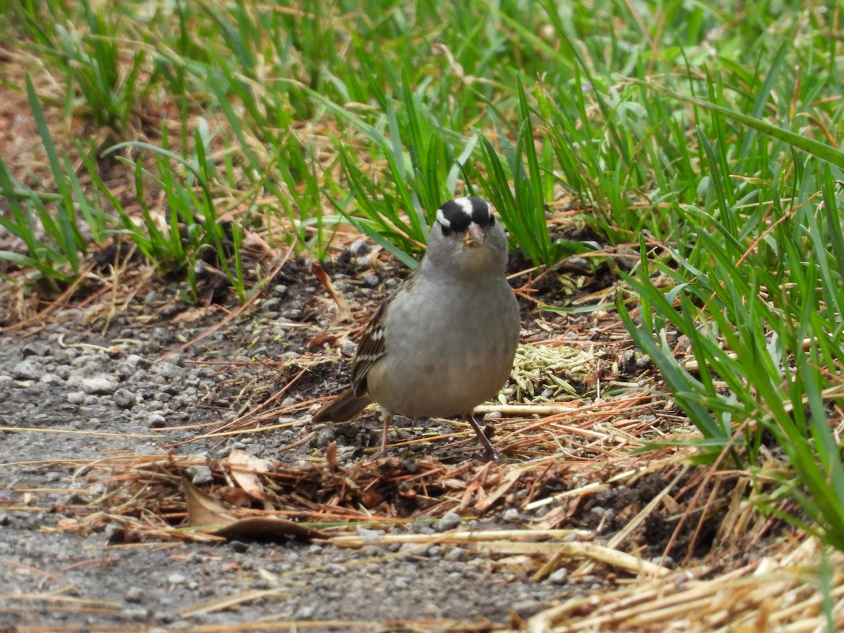 White-crowned Sparrow - ML618870652