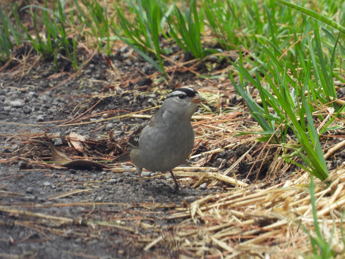 White-crowned Sparrow - Rhonda Weiss