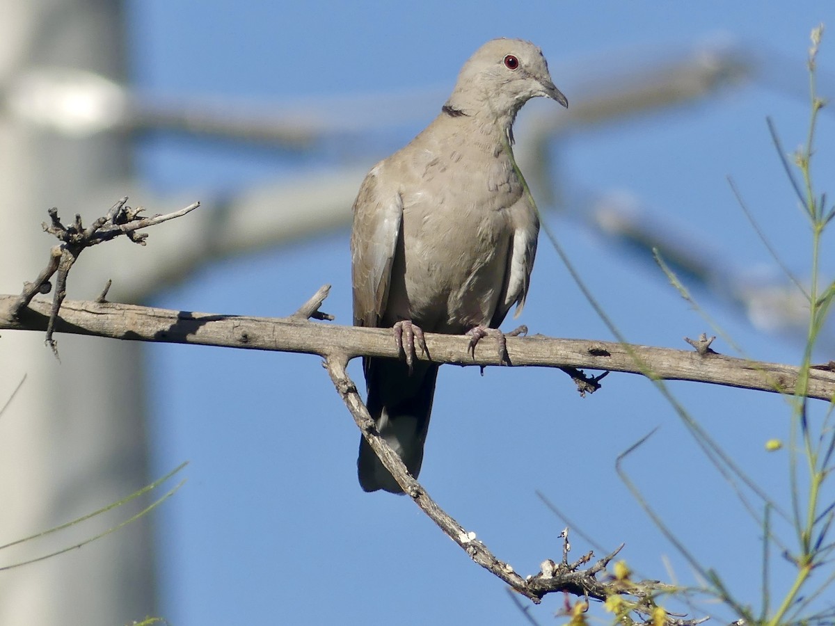 Eurasian Collared-Dove - Dennis Wolter