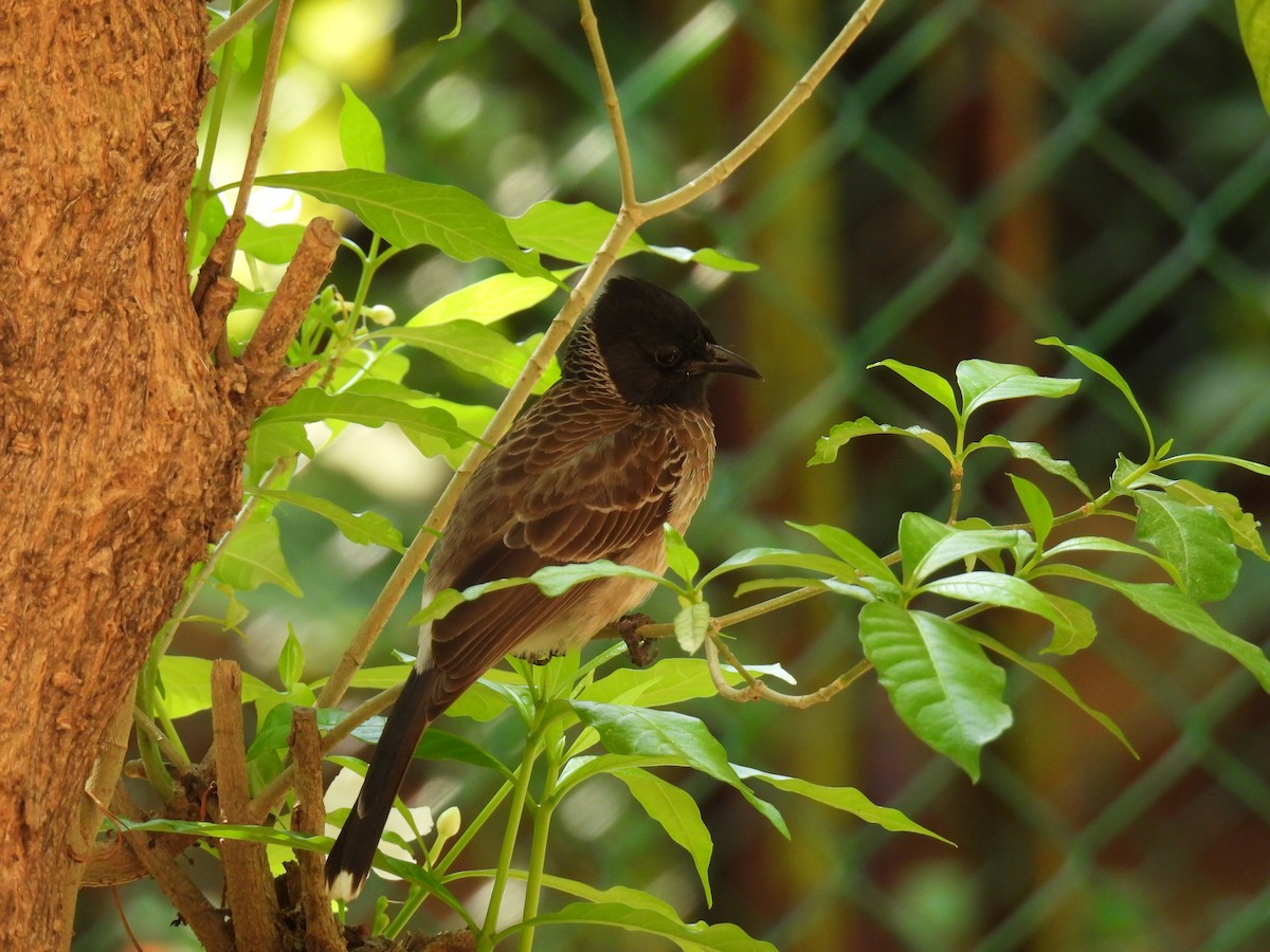 Red-vented Bulbul - ML618870708
