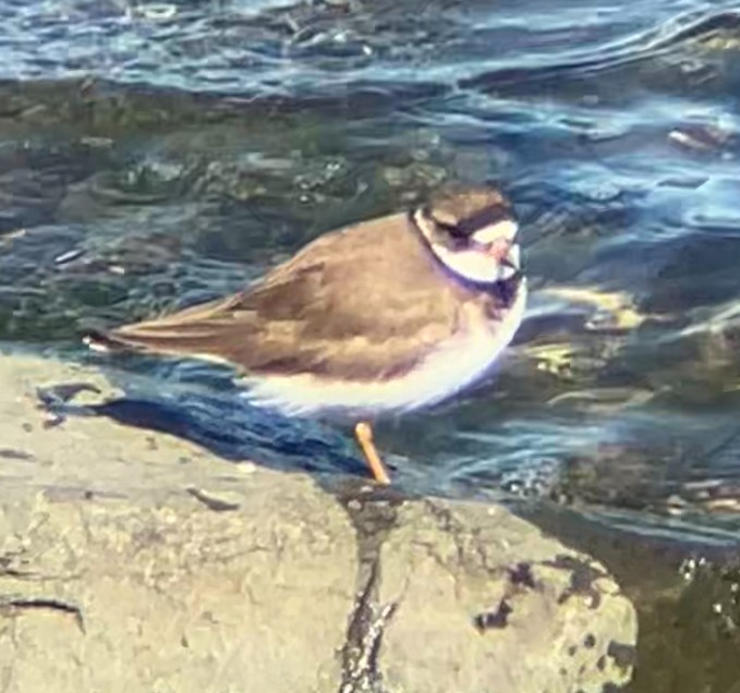 Semipalmated Plover - Nelson Pascuzzi