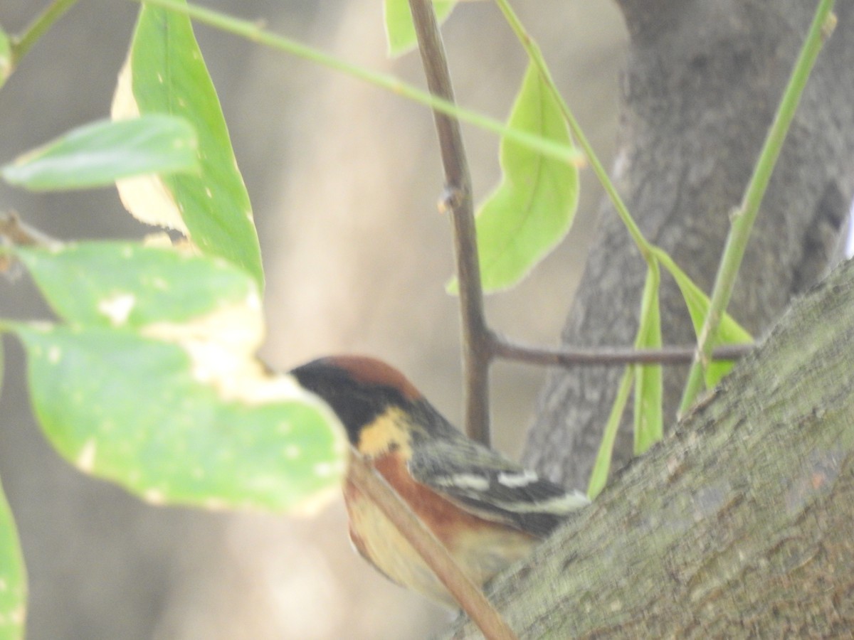 Bay-breasted Warbler - ML618870725