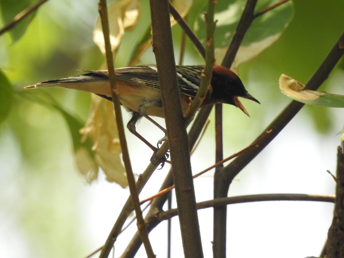 Bay-breasted Warbler - ML618870726