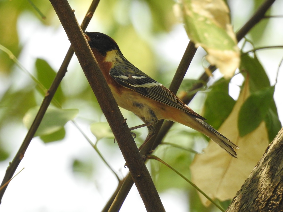 Bay-breasted Warbler - ML618870727