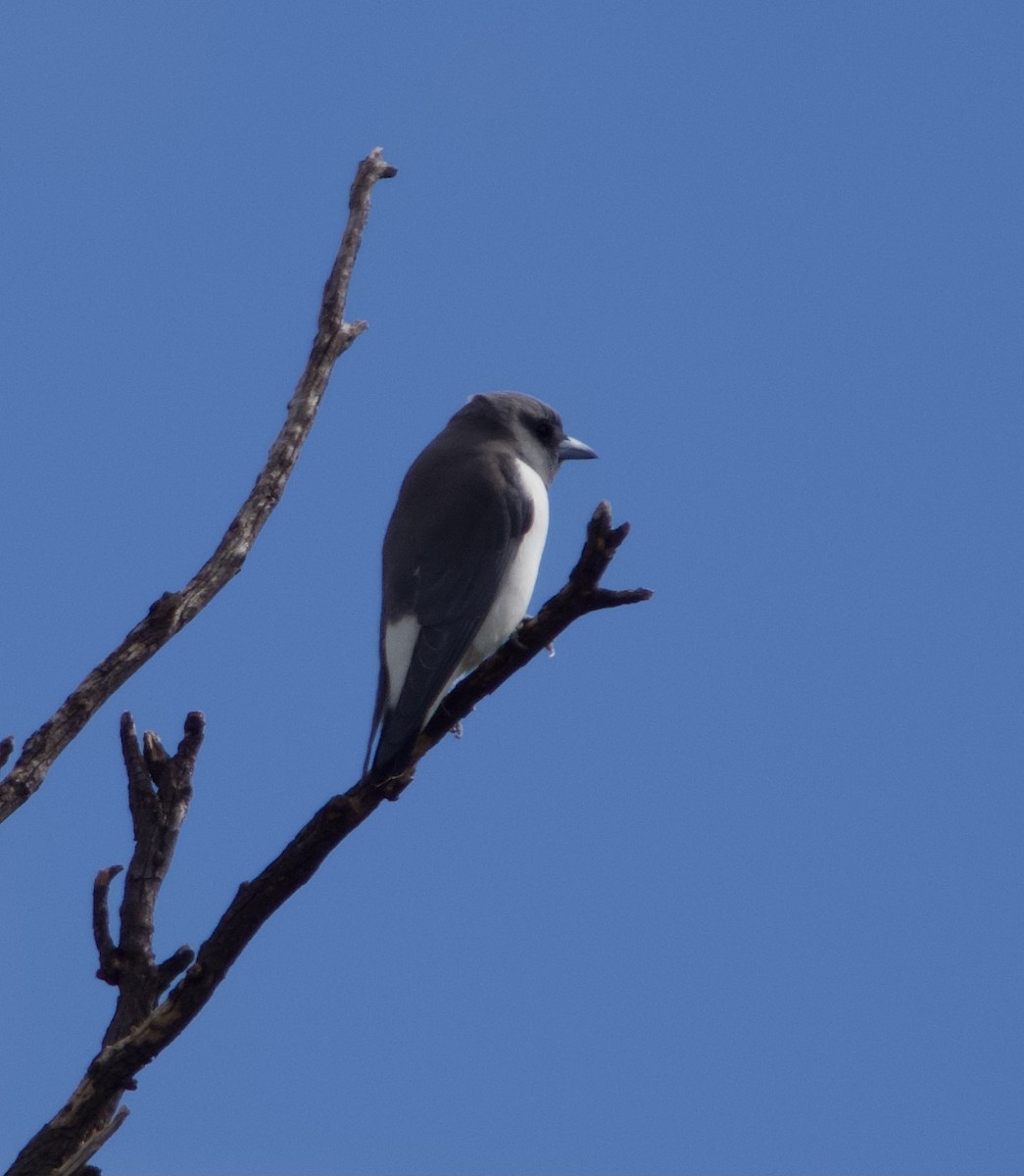 White-breasted Woodswallow - ML618870739