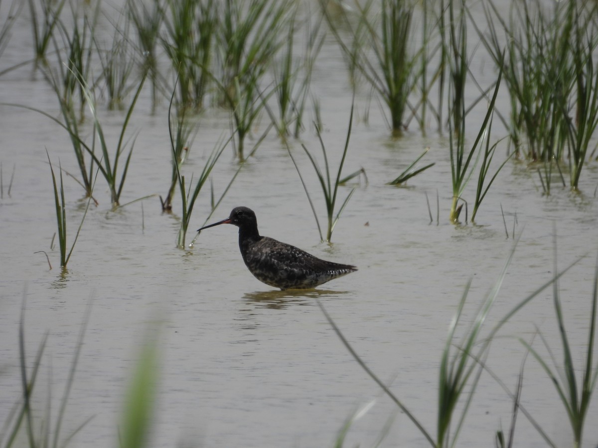 Spotted Redshank - ML618870764