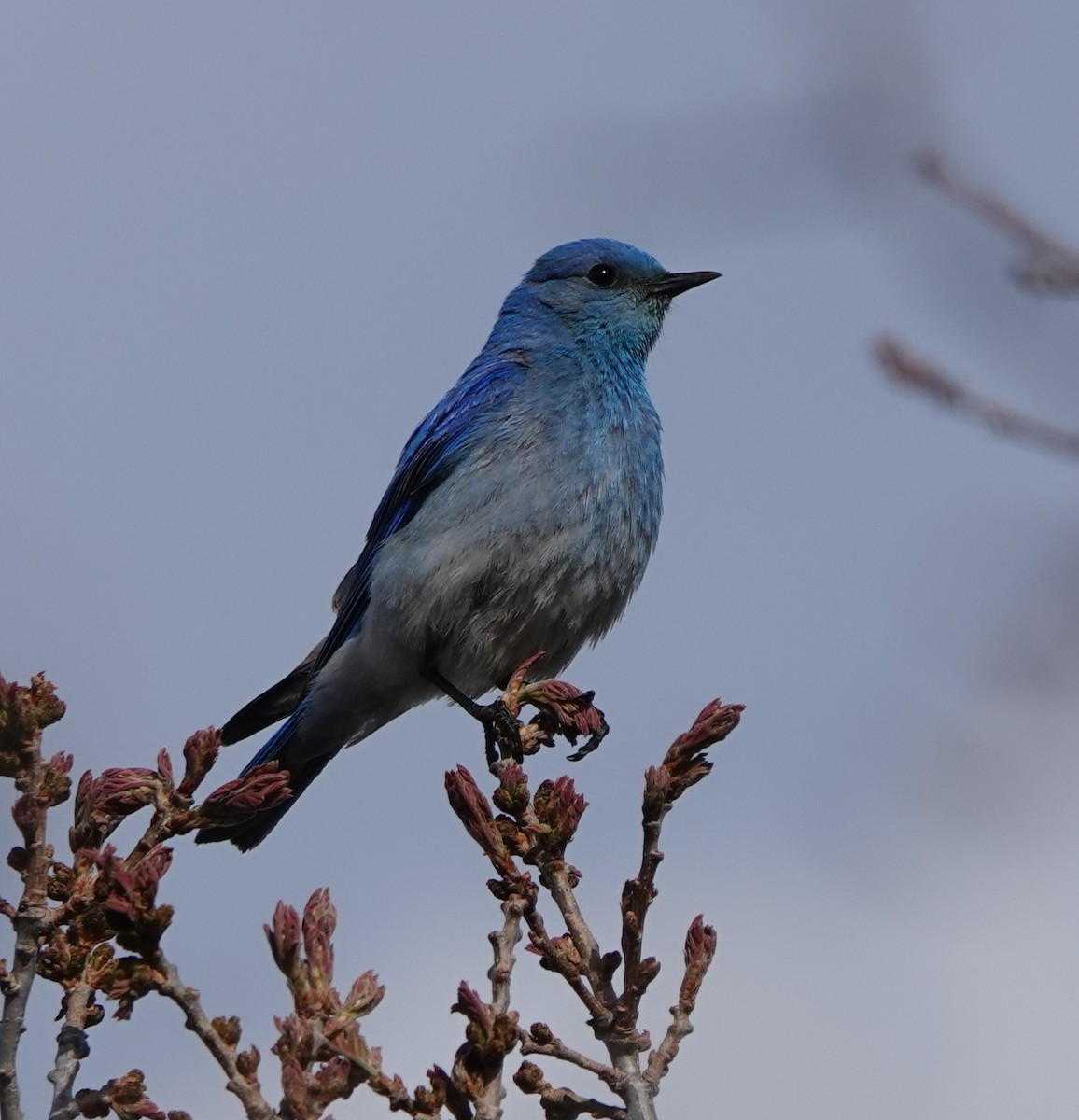 Mountain Bluebird - Kirsti Aamodt