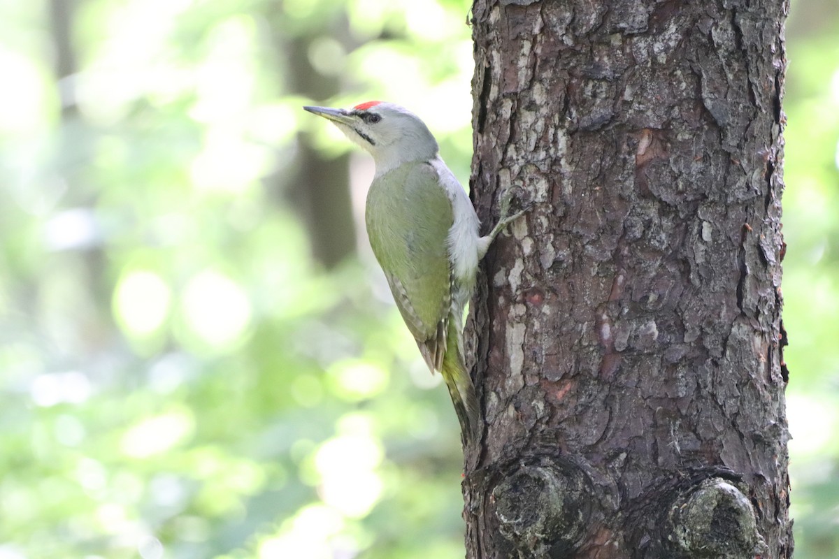 Gray-headed Woodpecker - ML618870786