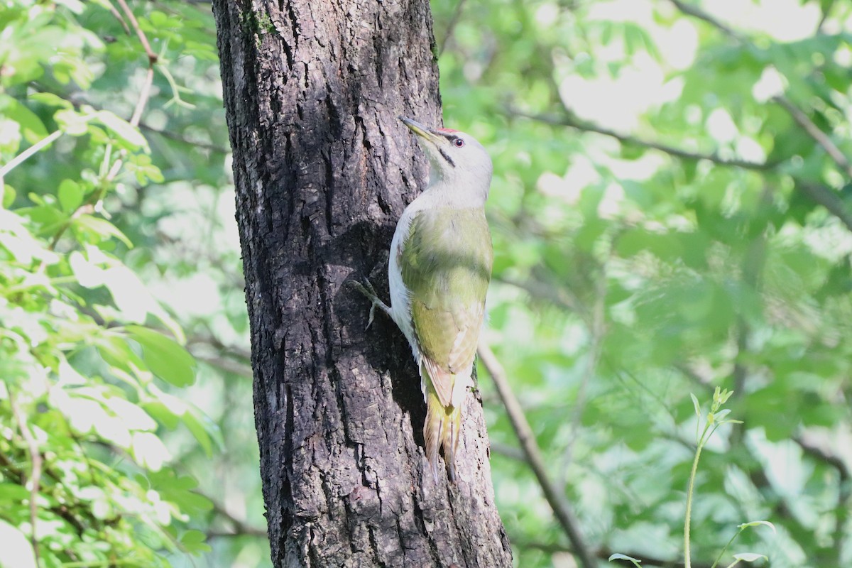 Gray-headed Woodpecker - Herman Viviers