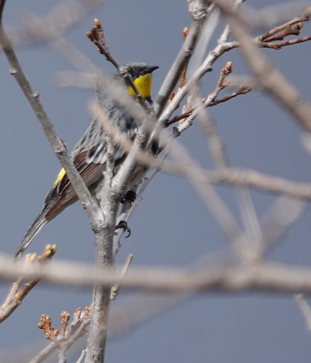 Yellow-rumped Warbler (Audubon's) - Kirsti Aamodt
