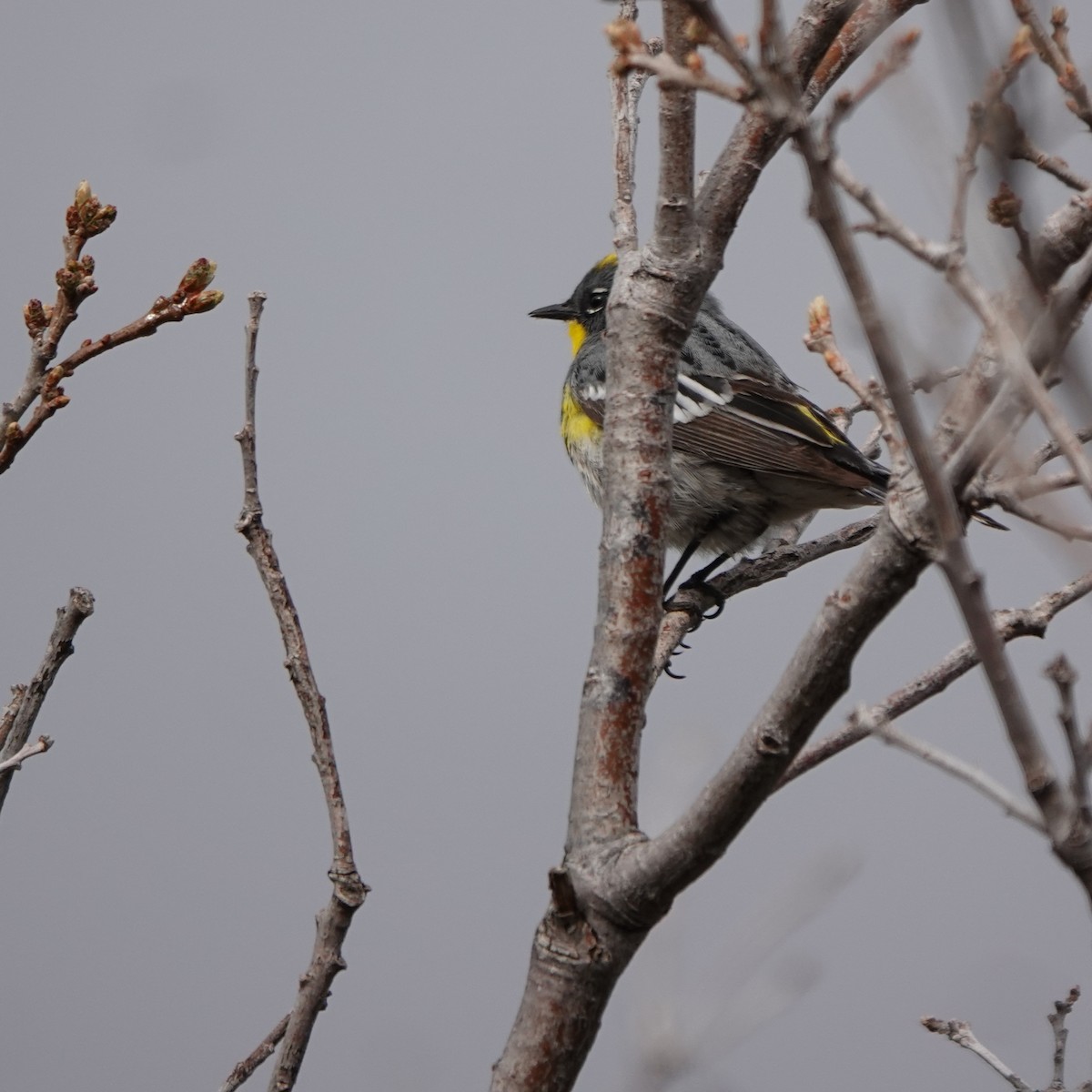 Yellow-rumped Warbler (Audubon's) - ML618870799