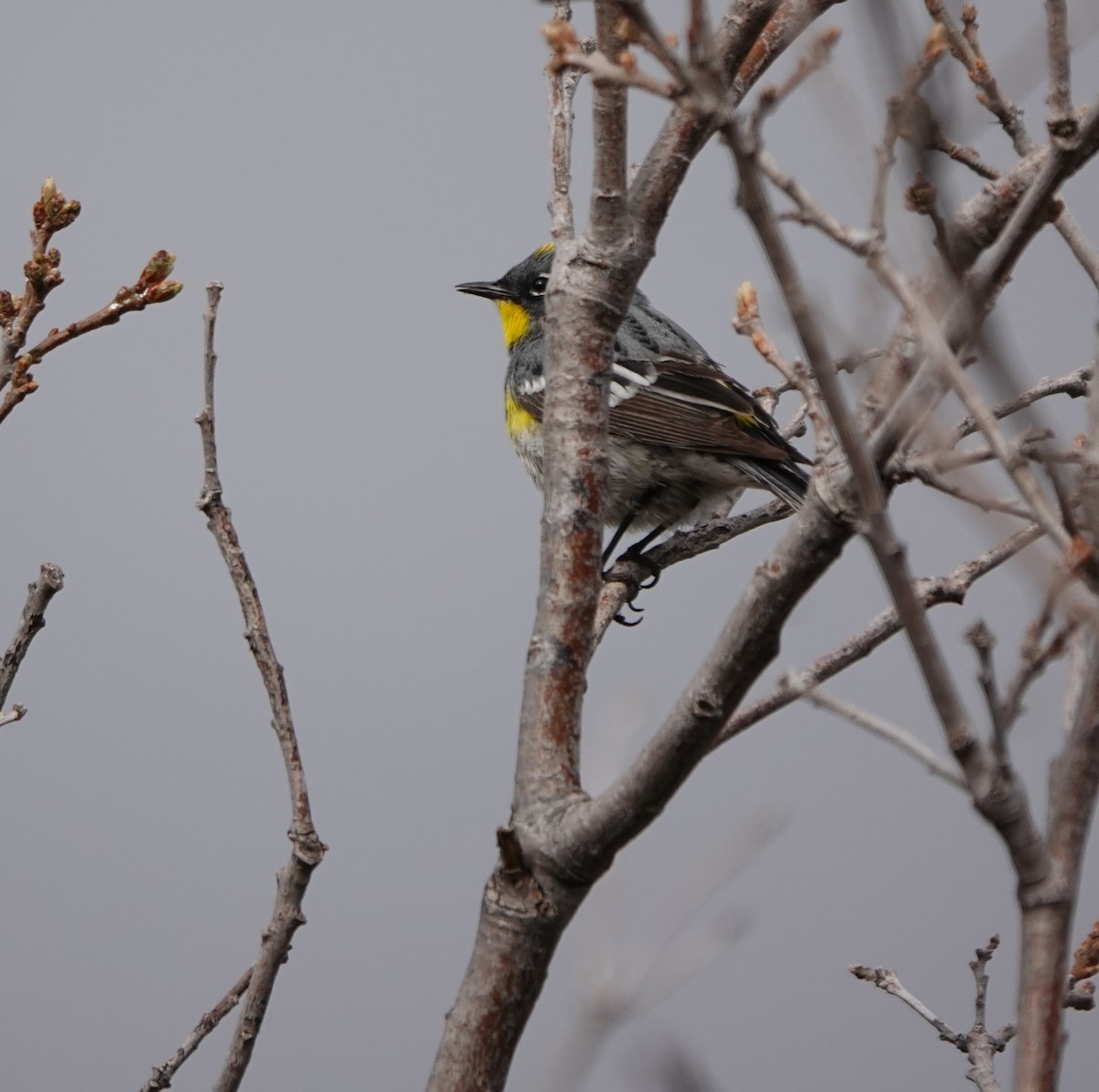Yellow-rumped Warbler (Audubon's) - ML618870800