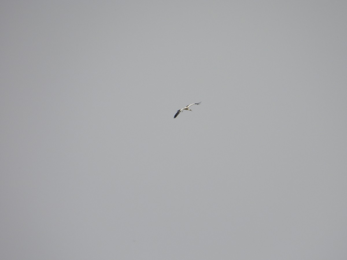 White Stork - ML618870828