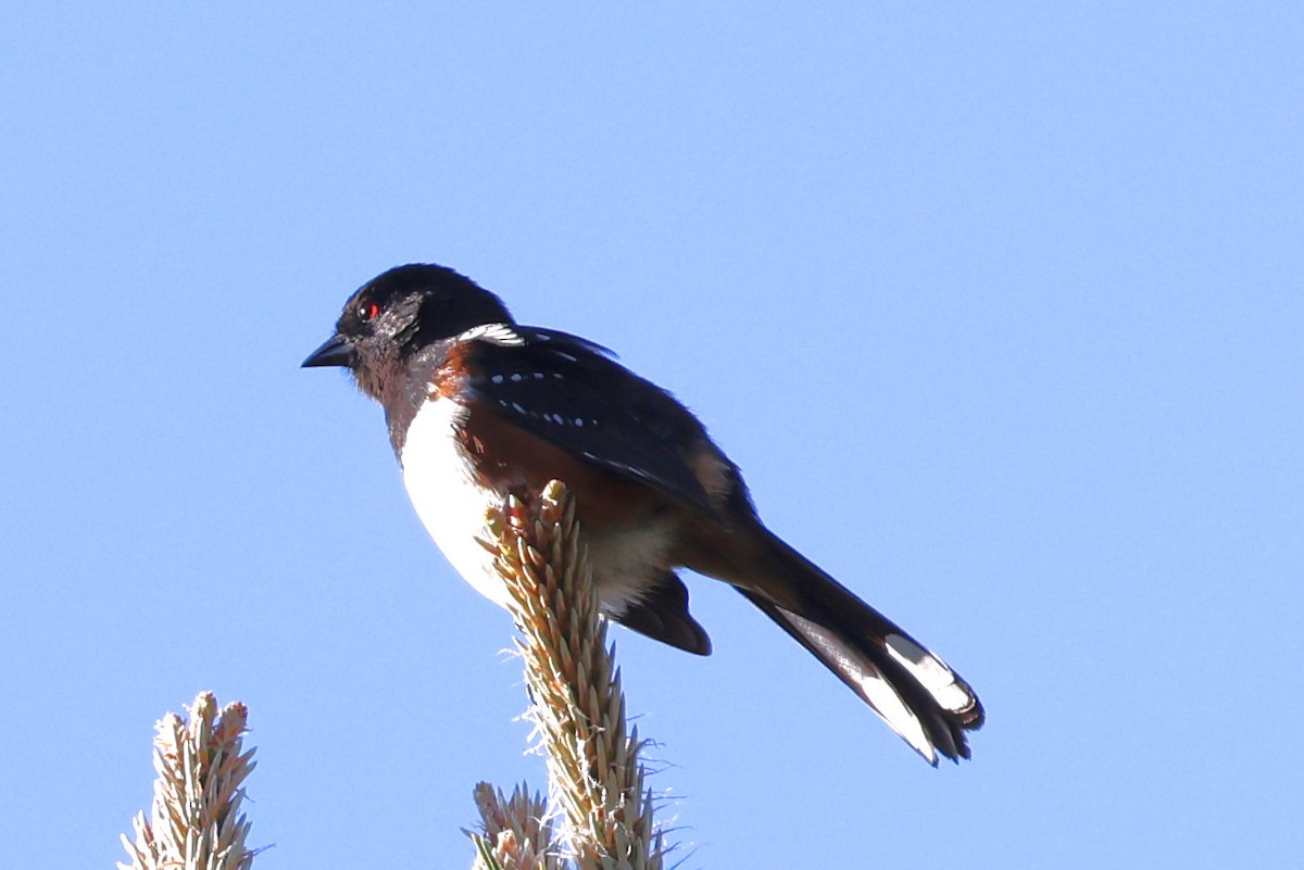 Spotted Towhee - Eric Peterson