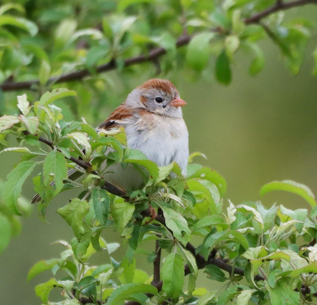 Field Sparrow - Shelly Kehrle.Sulser