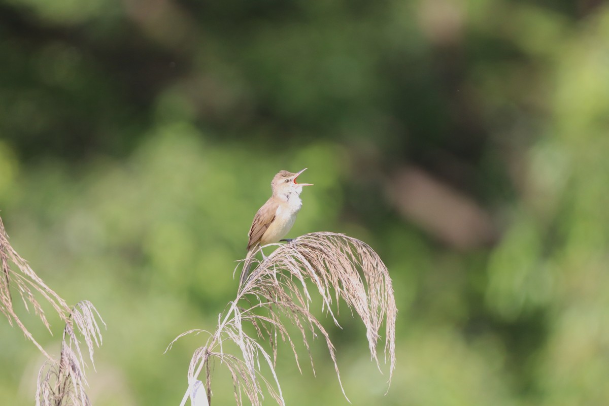 Oriental Reed Warbler - Herman Viviers