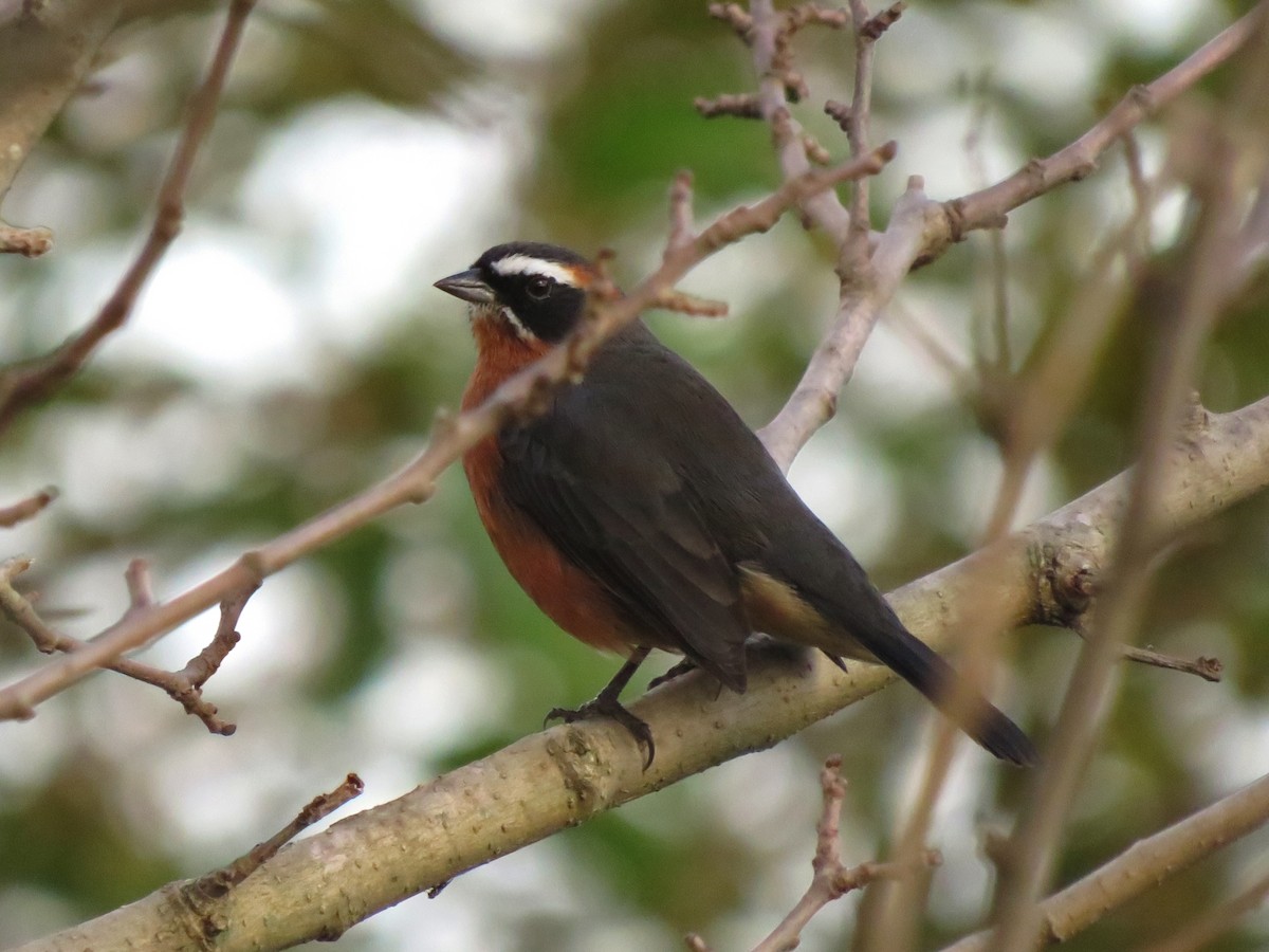 Black-and-rufous Warbling Finch - diego catala