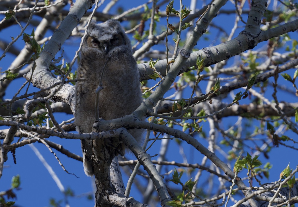 Great Horned Owl - ML618870867