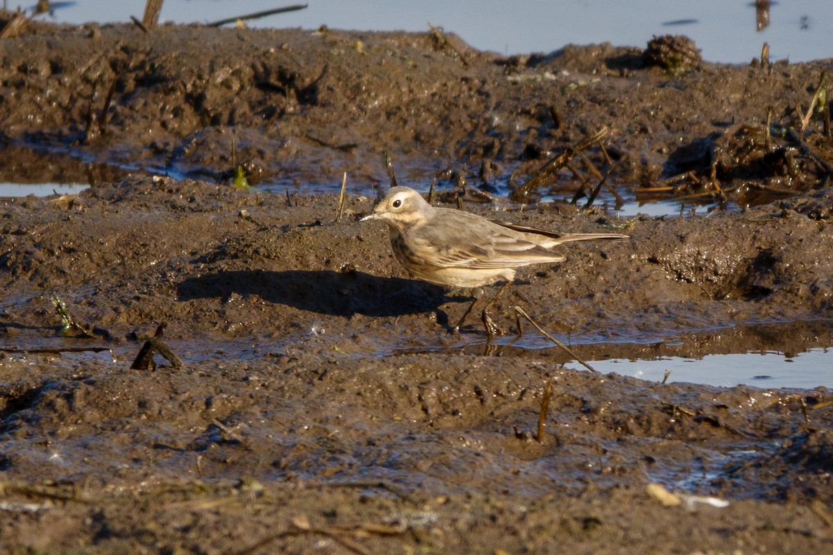 American Pipit - Russell Ryan