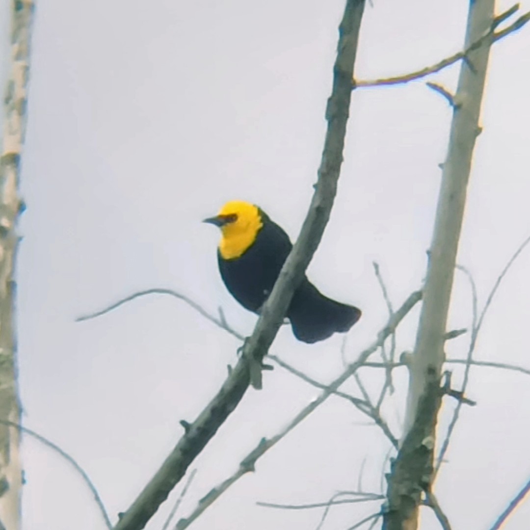 Yellow-hooded Blackbird - ML618870871